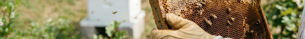 Honey Superfoods, Treats, & Teas