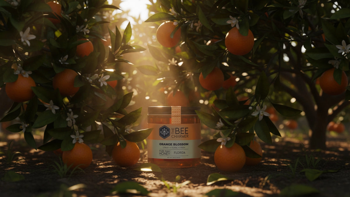 A 24oz jar of The Bee Charmer's Orange Blossom honey displayed in a Florida orange grove.