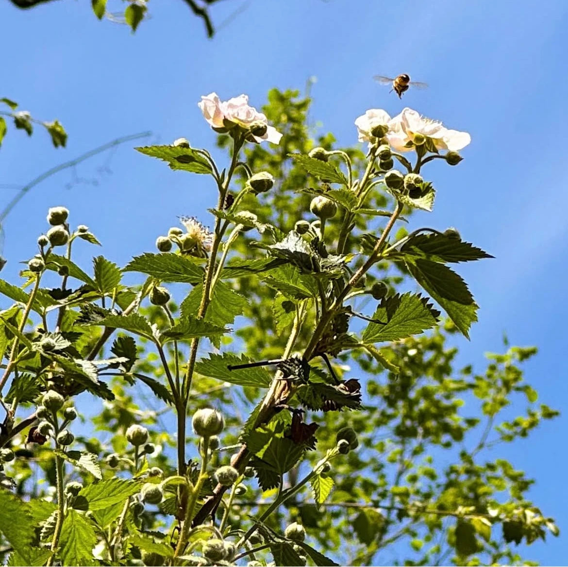 Tree blossoms with bees