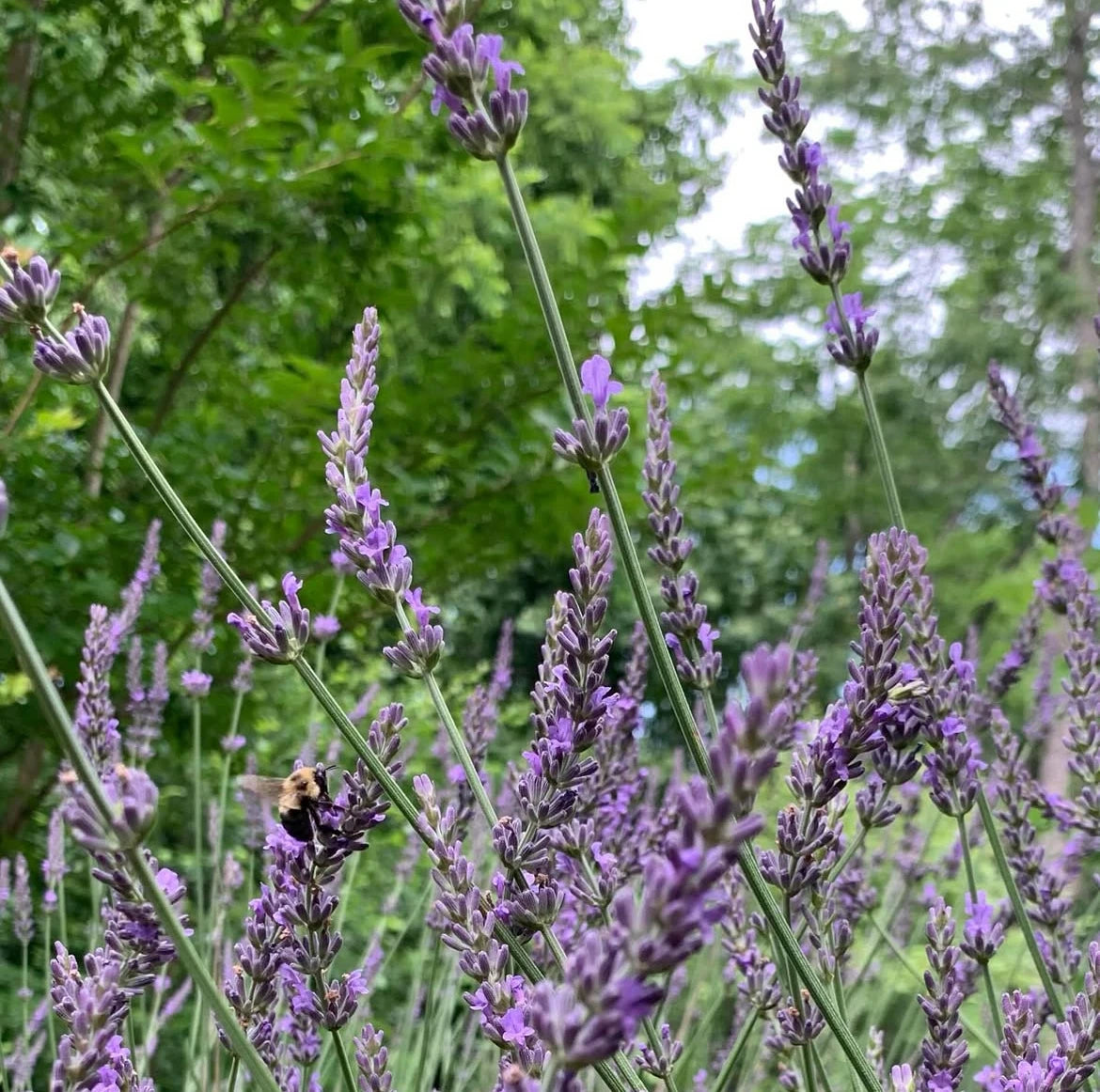 Purple lavender flowers with a bee in a garden setting